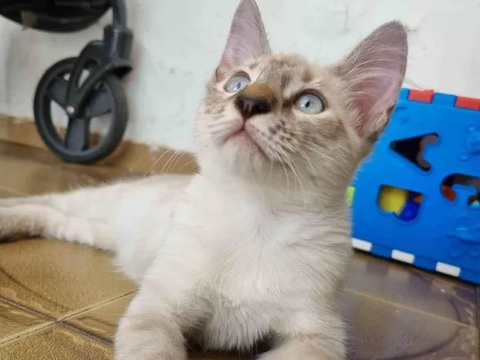 Gato ra a Srd idade 2 a 6 meses nome Duquesa