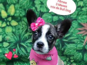 Cachorro raça Bulldog idade 2 a 6 meses nome Barbie 