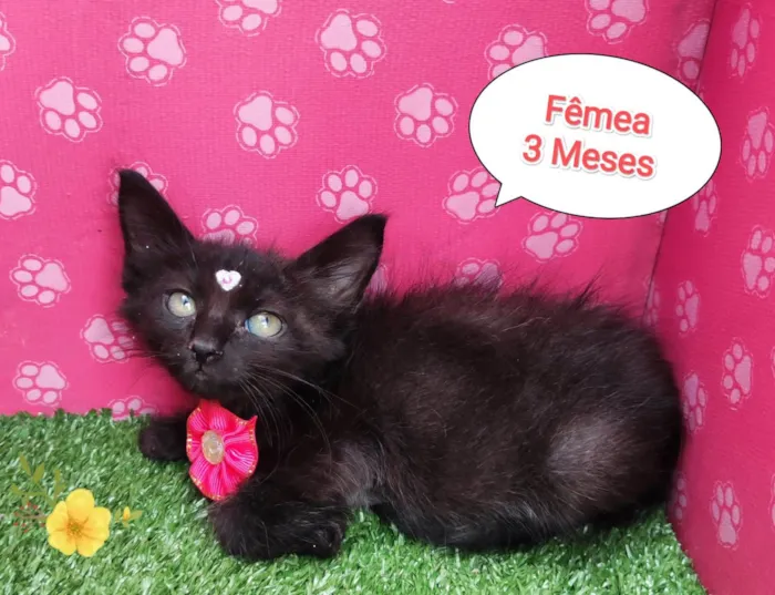 Gato ra a SRD-ViraLata idade 2 a 6 meses nome Gabriela 