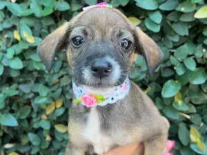 Cachorro raça SRD-ViraLata idade 2 a 6 meses nome Flyca