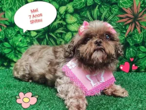 Cachorro raça Shitzu idade 6 ou mais anos nome Mel shitsu 
