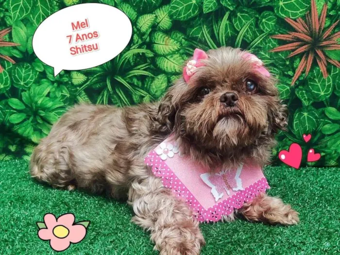 Cachorro ra a Shitzu idade 6 ou mais anos nome Mel shitsu 