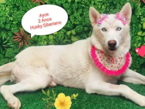 Cachorro raça Husky Siberiano idade 2 anos nome Ayce
