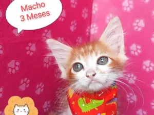 Gato raça SRD-ViraLata idade 2 a 6 meses nome Mingau g