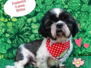 Cachorro raça Shitzu idade 3 anos nome Frederico 