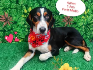 Cachorro raça SRD-ViraLata idade 1 ano nome Ayrton 
