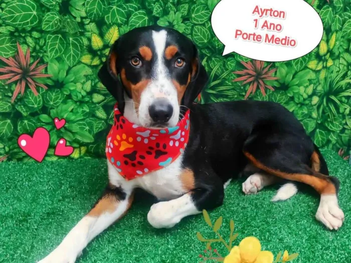 Cachorro ra a SRD-ViraLata idade 1 ano nome Ayrton 