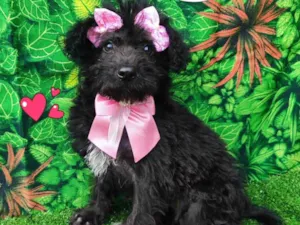 Cachorro raça SRD-ViraLata idade 2 a 6 meses nome Ursinha