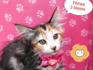 Gato raça SRD-ViraLata idade 2 a 6 meses nome Pandora 