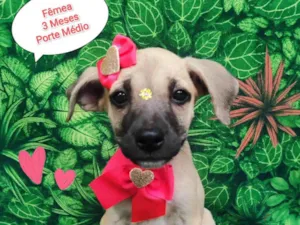 Cachorro raça SRD-ViraLata idade 2 a 6 meses nome Melinda 