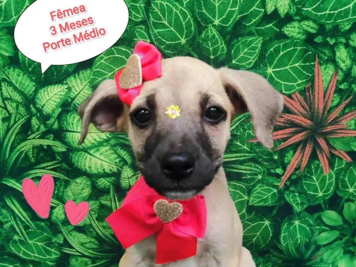 Cachorro ra a SRD-ViraLata idade 2 a 6 meses nome Melinda 