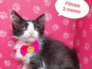 Gato raça SRD-ViraLata idade 2 a 6 meses nome Tiara