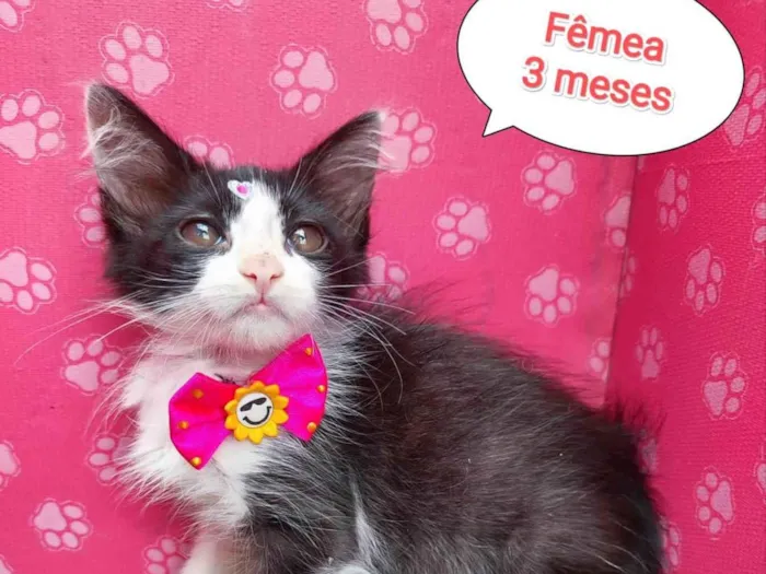 Gato ra a SRD-ViraLata idade 2 a 6 meses nome Tiara