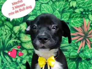 Cachorro raça Bulldog idade 2 a 6 meses nome Hugo