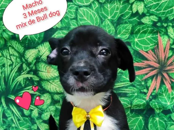Cachorro ra a Bulldog idade 2 a 6 meses nome Hugo
