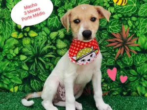 Cachorro raça SRD-ViraLata idade 2 a 6 meses nome Bolinha