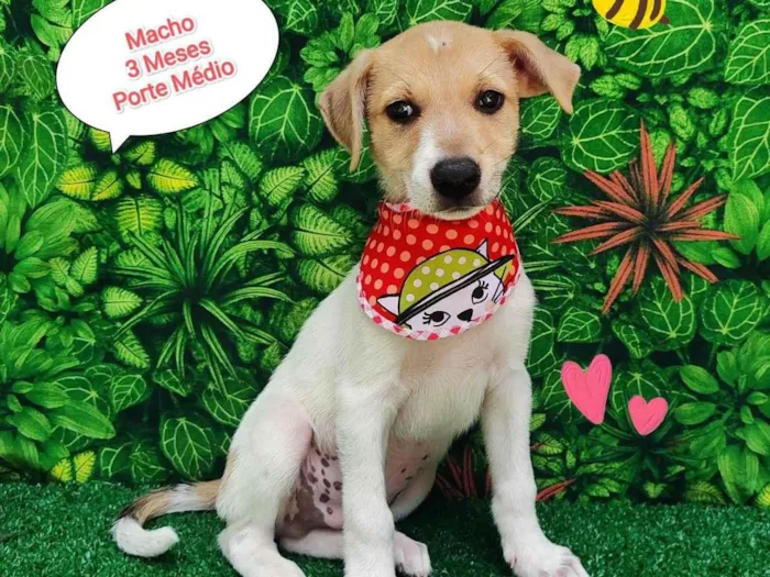 Cachorro ra a SRD-ViraLata idade 2 a 6 meses nome Bolinha