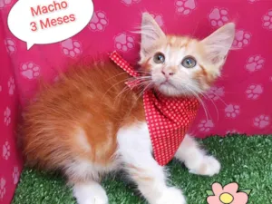 Gato raça SRD-ViraLata idade 2 a 6 meses nome Hery
