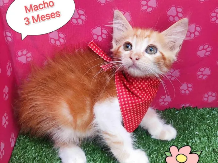 Gato ra a SRD-ViraLata idade 2 a 6 meses nome Hery