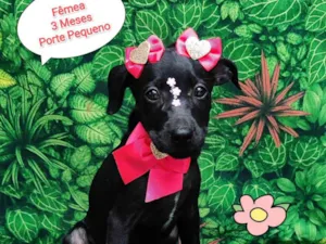 Cachorro raça SRD-ViraLata idade 2 a 6 meses nome Maze