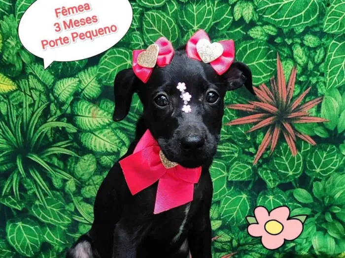 Cachorro ra a SRD-ViraLata idade 2 a 6 meses nome Maze