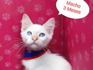 Gato raça  idade 2 a 6 meses nome Branquinho 
