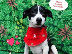 Cachorro raça SRD-ViraLata idade 2 a 6 meses nome Batman 