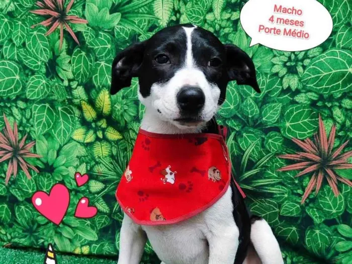 Cachorro ra a SRD-ViraLata idade 2 a 6 meses nome Batman 