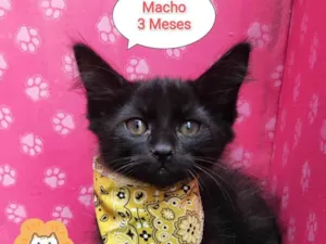 Gato raça SRD-ViraLata idade 2 a 6 meses nome Pretinho