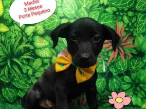 Cachorro raça SRD-ViraLata idade 2 a 6 meses nome Nino