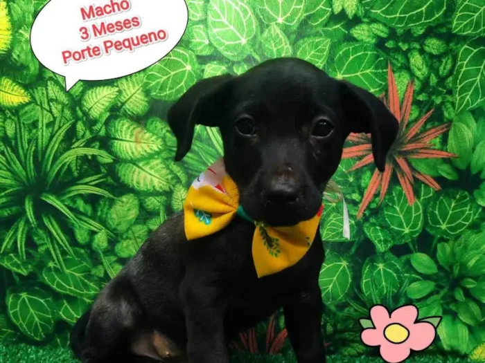 Cachorro ra a SRD-ViraLata idade 2 a 6 meses nome Nino