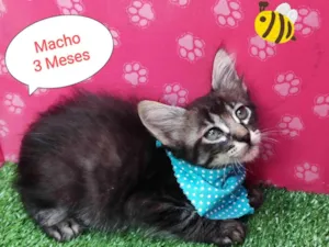 Gato raça SRD-ViraLata idade 2 a 6 meses nome Miudo