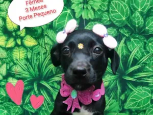 Cachorro raça  idade 2 a 6 meses nome Layla