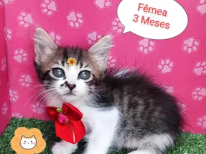 Gato raça SRD-ViraLata idade 2 a 6 meses nome Duda