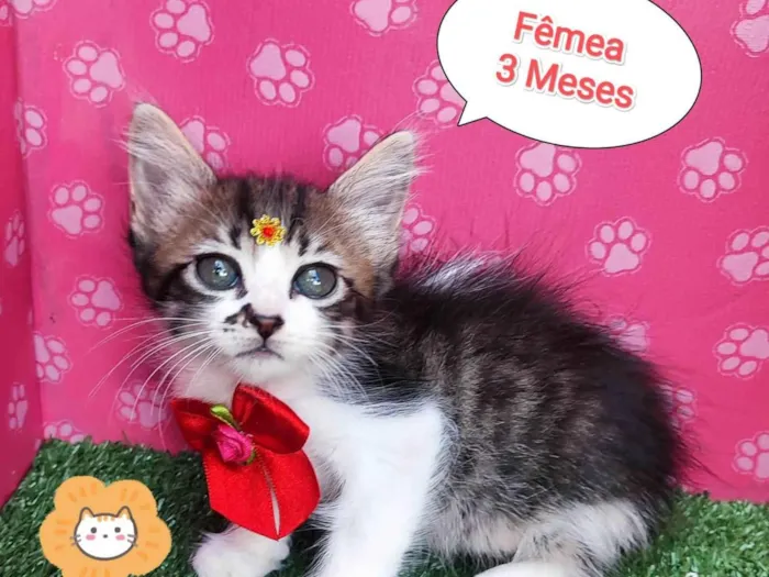 Gato ra a SRD-ViraLata idade 2 a 6 meses nome Duda