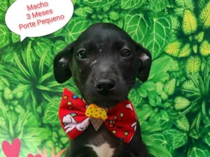 Cachorro raça SRD-ViraLata idade 2 a 6 meses nome Troy