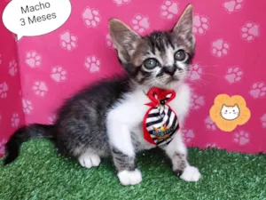 Gato raça SRD-ViraLata idade 2 a 6 meses nome Zeus