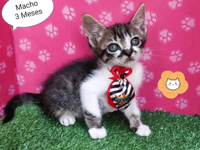 Gato ra a SRD-ViraLata idade 2 a 6 meses nome Zeus