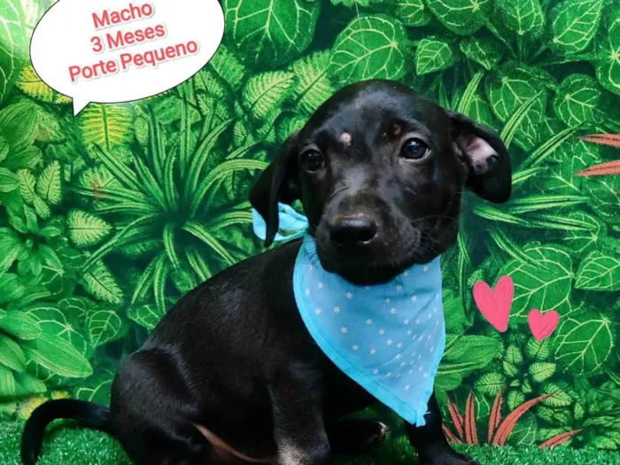 Cachorro ra a SRD-ViraLata idade 2 a 6 meses nome Felipe 