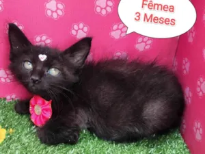 Gato raça SRD-ViraLata idade 2 a 6 meses nome Gabriela 