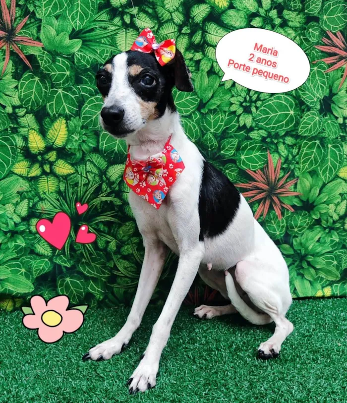 Cachorro ra a SRD-ViraLata idade 2 anos nome Maria