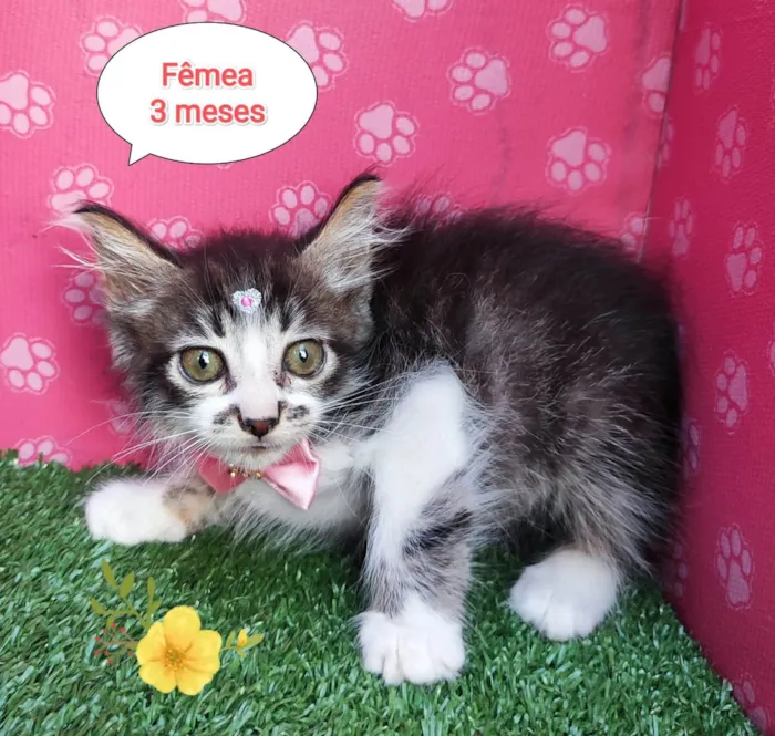 Gato ra a SRD-ViraLata idade 2 a 6 meses nome Lorena 