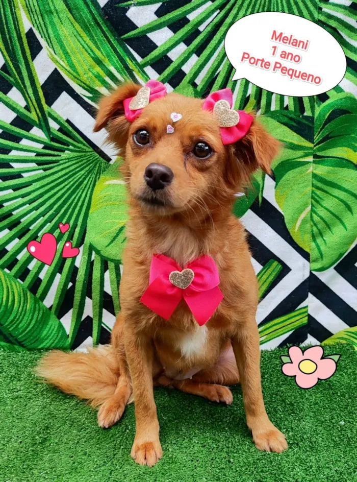 Cachorro ra a SRD-ViraLata idade 1 ano nome Melani