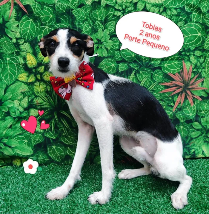 Cachorro ra a SRD-ViraLata idade 2 anos nome Tobias