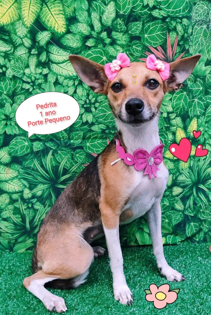 Cachorro ra a SRD-ViraLata idade 1 ano nome Pedrita