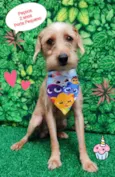 Paçoca 