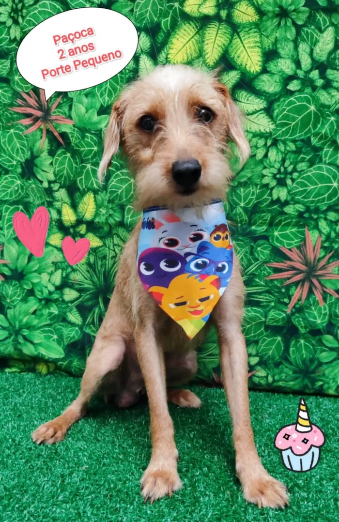 Cachorro ra a SRD-ViraLata idade 1 ano nome Paçoca 