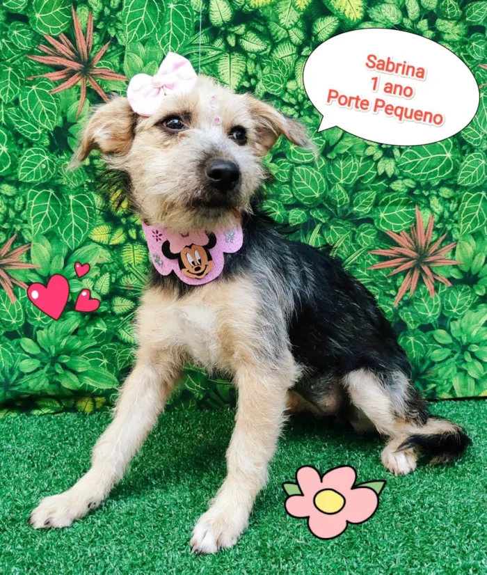 Cachorro ra a SRD-ViraLata idade 1 ano nome Sabrina