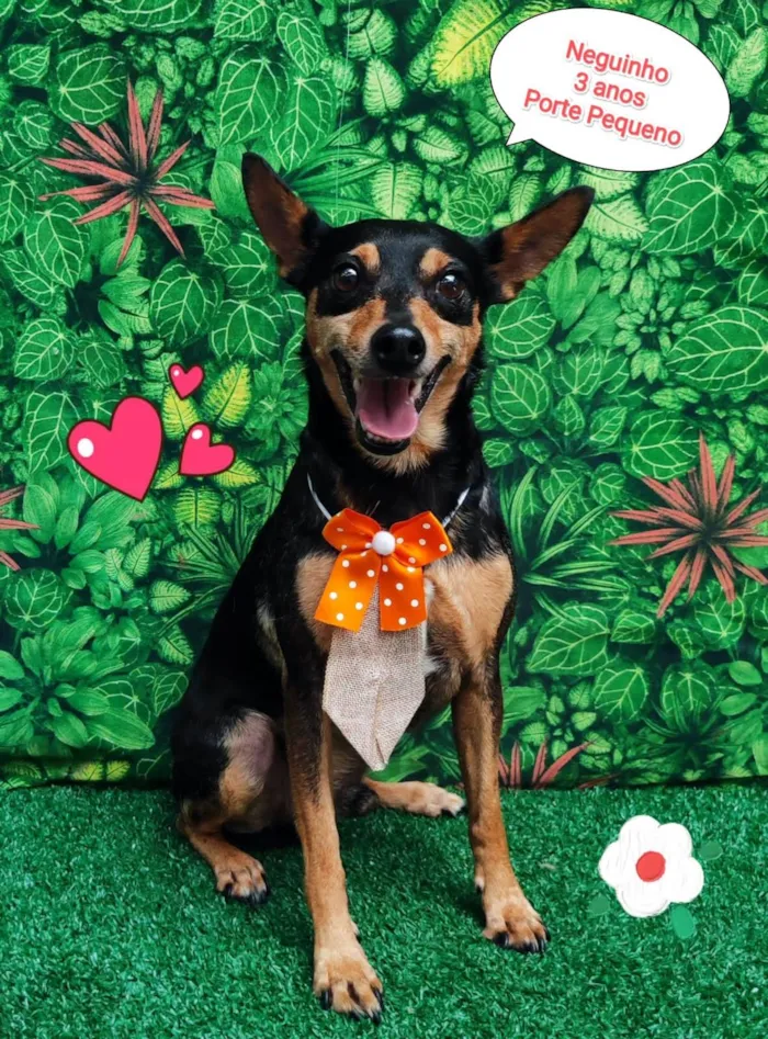 Cachorro ra a SRD-ViraLata idade 3 anos nome Neguinho