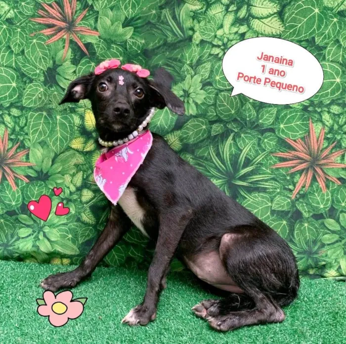 Cachorro ra a SRD-ViraLata idade 1 ano nome Janaina 